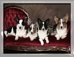 cztery, psy, Welsh corgi cardigan